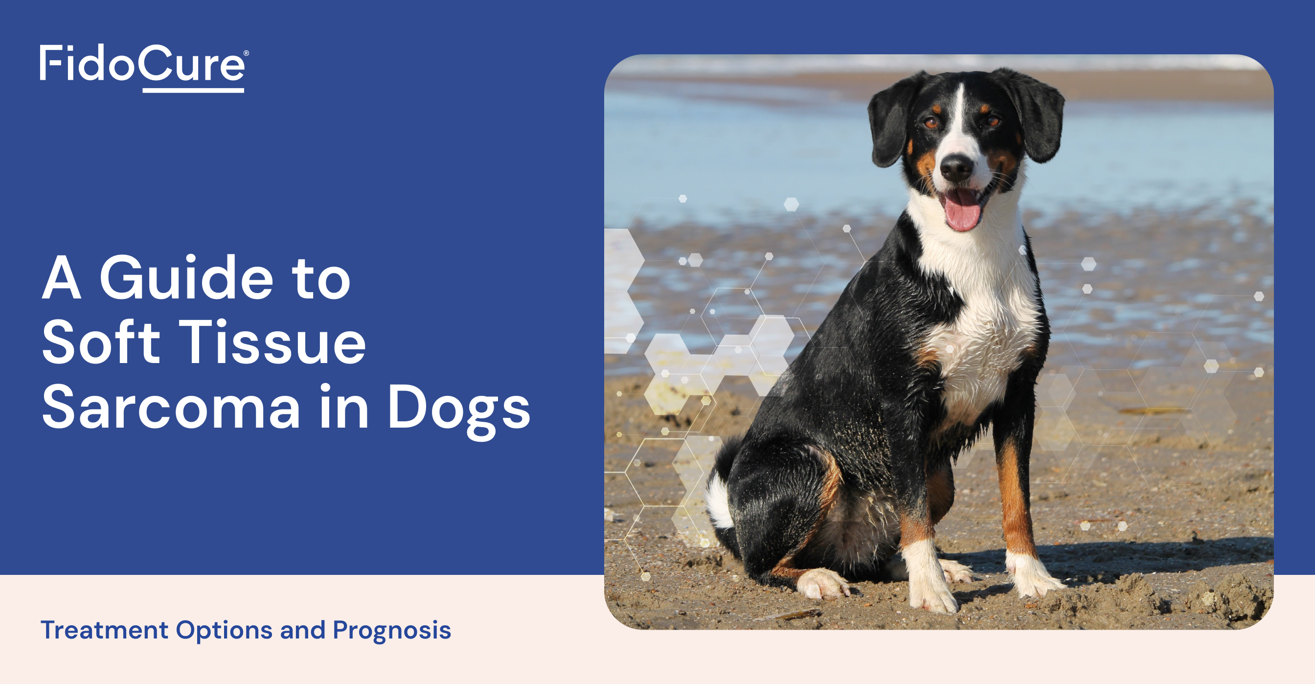 Dog Soft Tissue Sarcoma Life Expectancy Without Treatment